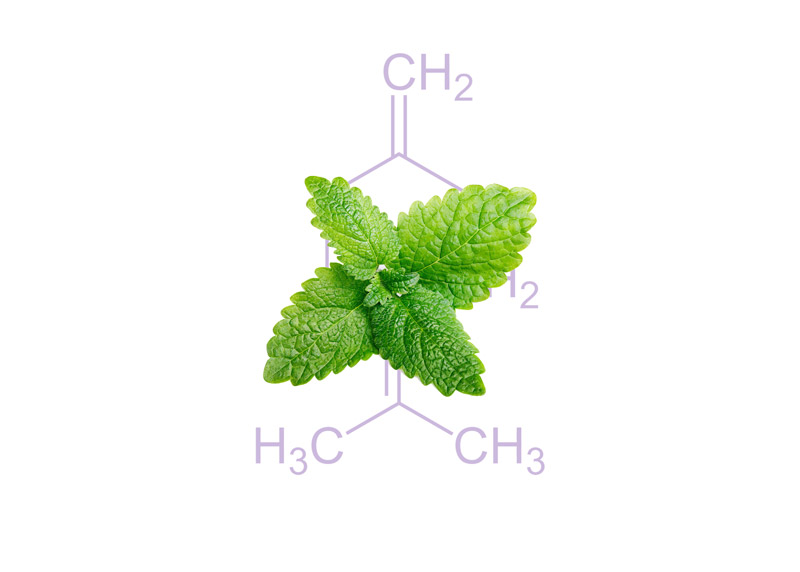 Mint Extract